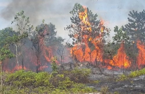 Karhutla menyala di Rohil dekat perbatasan Riau-Sumut.(ilustrasi/int)