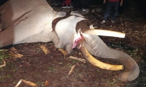 Gajah Legendaris Tesso Nilo, Indro.(foto: detik.com)