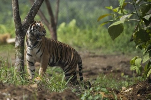 Harimau Sumatera.(foto: int)