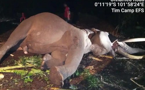 Setelah 45 tahun mengabdi, gajah Indro mati di TNTN (foto/tribun)