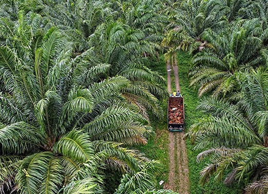 Ilustrasi PT Sari Lembah Subur menjelaskan tak ada pencemaran sungai oleh perusahaan (foto/int)