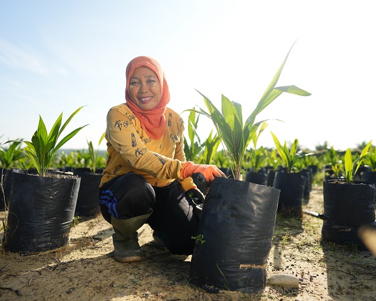 Benih DxP Dami Mas MTK bertujuan mendukung hasil panen yang tahan terhadap perubahan iklim bagi para petani kelapa sawit.
