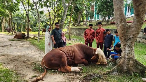 Sapi gemoy bantuan Presiden Prabowo di Dumai.(foto: tribunpekanbaru.com)