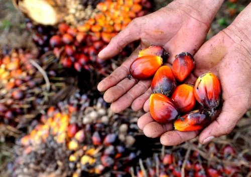Harga sawit swadaya di Riau pekan ini naik.(ilustrasi/int)