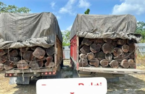 Polres Pelalawan sita 260 batang kayu ilegal (foto/klikmx)