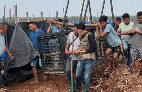 Box trap dipasang untuk tangkap harimau Sumatera yang terkam warga Desa Sungai Ara.(foto: mcr)